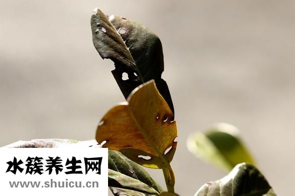 碳酸鈉是沉淀嗎