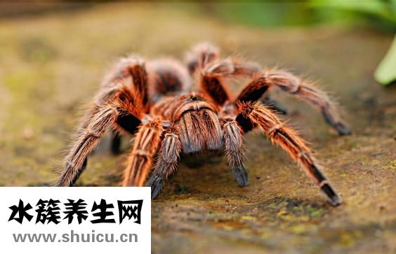 精子存活多長時間