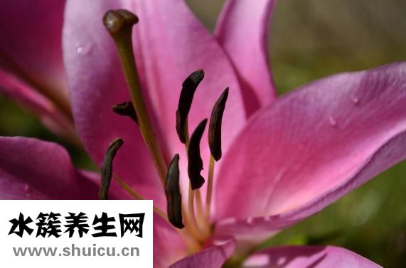 銀耳蓮子百合湯