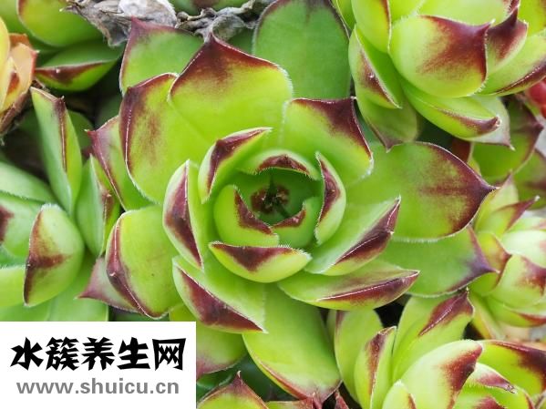 膝蓋錯位怎么治療