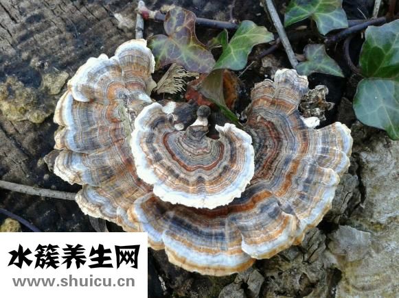 孕婦可以吃木耳