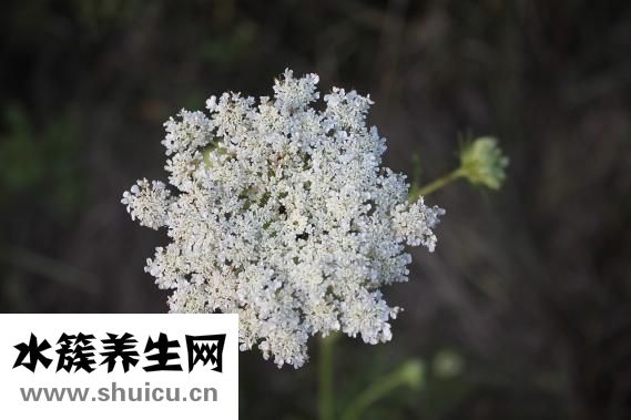 燕窩真假怎么分辨