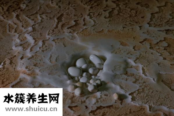 螃蟹的營養(yǎng)價值