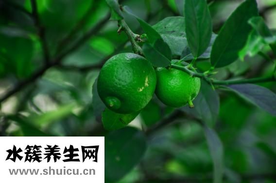 石斛能泡水喝嗎