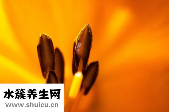 晚上可以喝姜水嗎