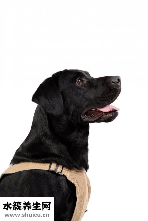 舌頭發白怎么回事