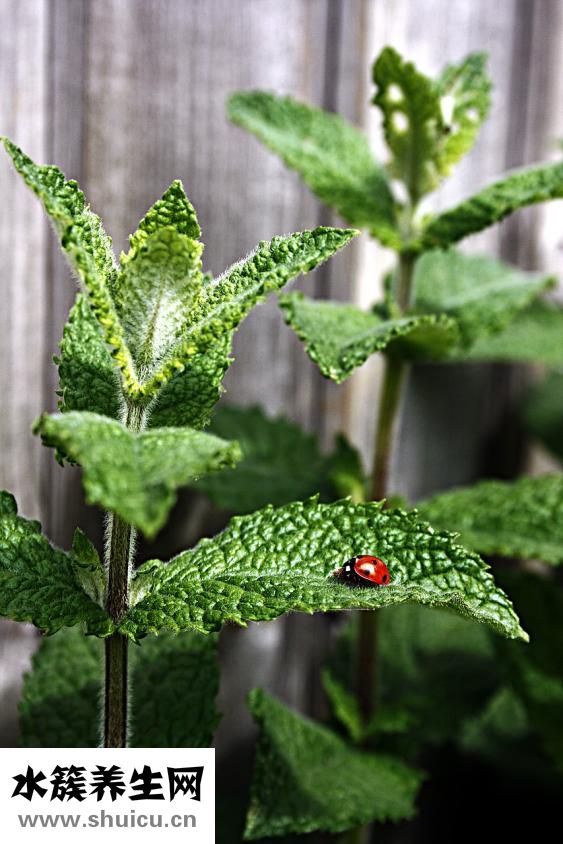 孕婦可以喝抹茶嗎