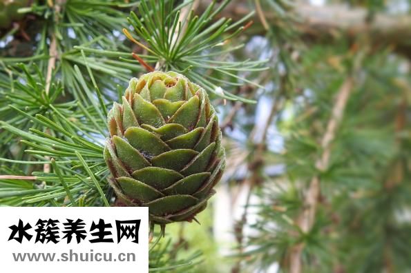 松子孕婦能吃嗎