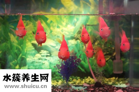 水魚的功效