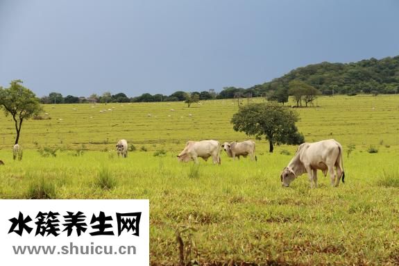 杏仁豆腐怎么做