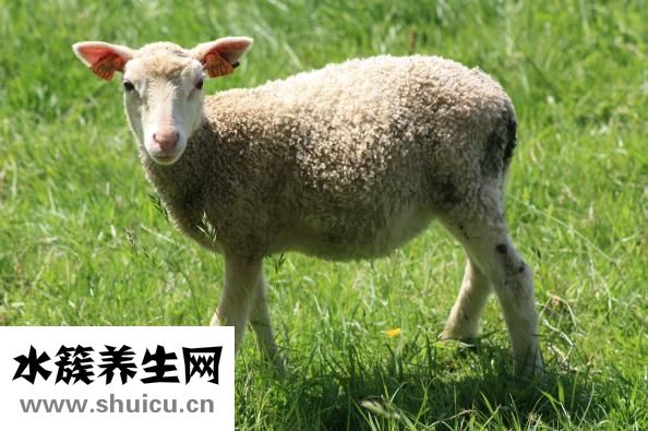 羊肉補(bǔ)什么