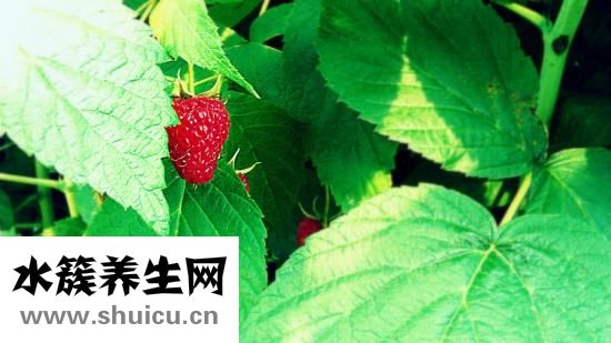 藍(lán)莓孕婦可以吃嗎