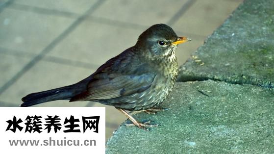 孕婦可以吃木耳