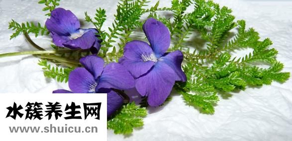 孕婦可以喝抹茶嗎