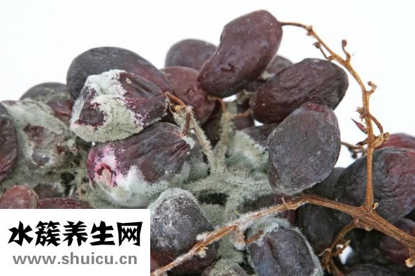 熟豬肝可以冷凍嗎