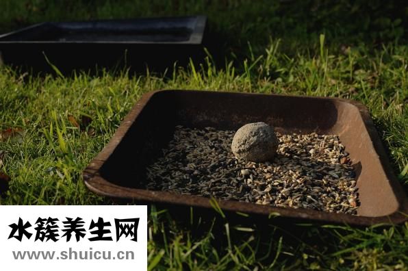 菠蘿的營養(yǎng)