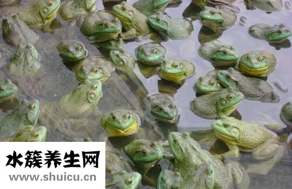 田雞和牛蛙的區(qū)別