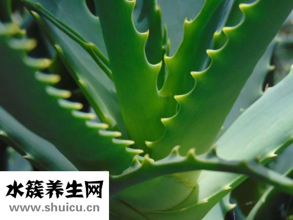 綠檀木的功效與作用