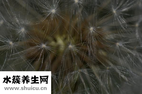 珊瑚的功效與作用