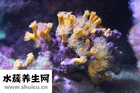 珊瑚的功效與作用