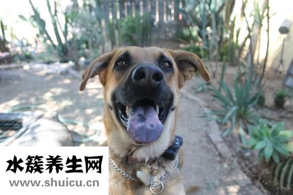 舌苔發黃怎么辦