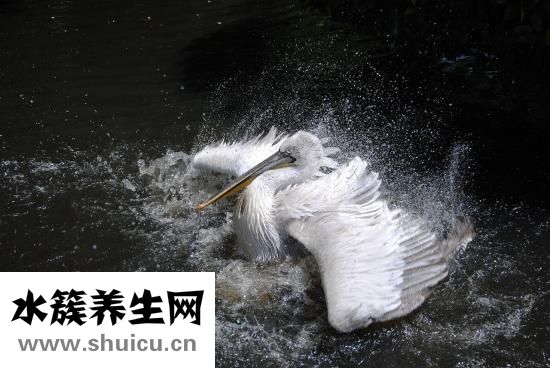 鹽酸左旋咪唑片