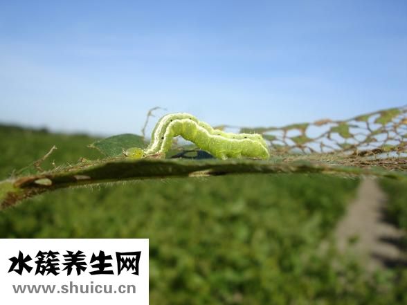 杏仁豆腐怎么做