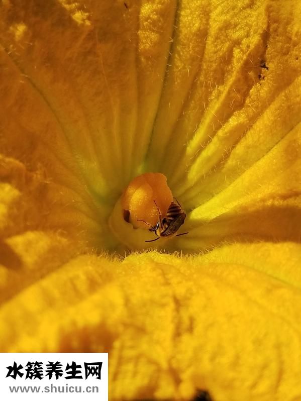 杏鮑菇要不要焯水