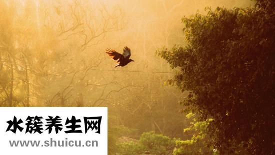 鈦晶的功效與作用