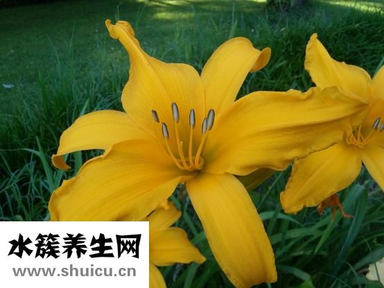 蓮子百合銀耳湯