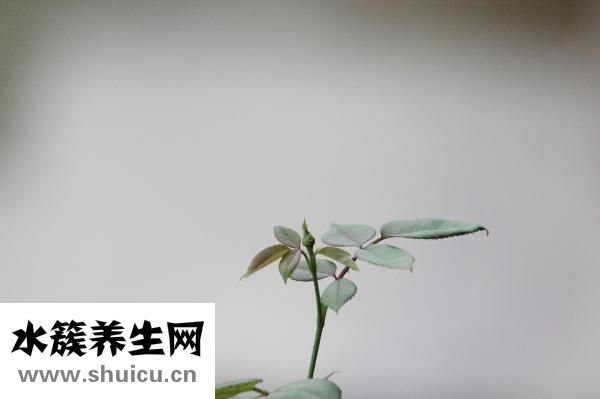 三七植物圖片