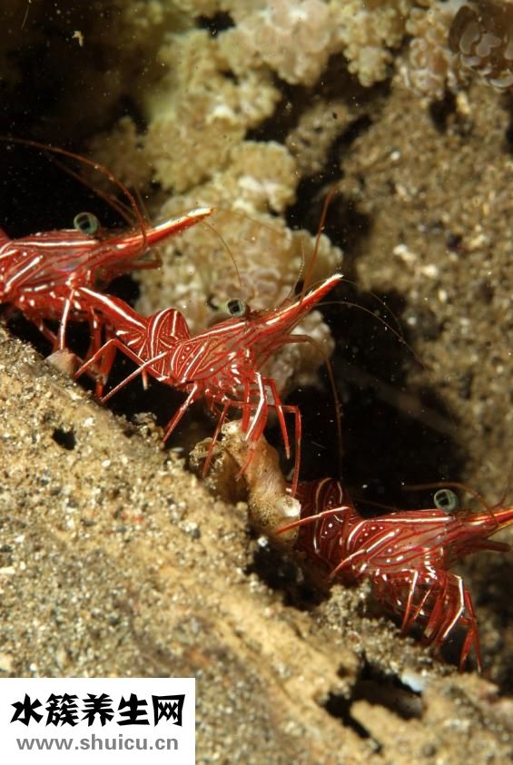 蝦子怎么去蝦線