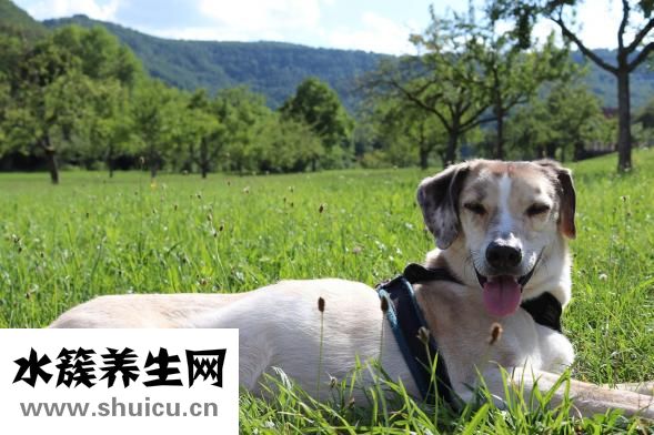 舌頭發黑是什么原因