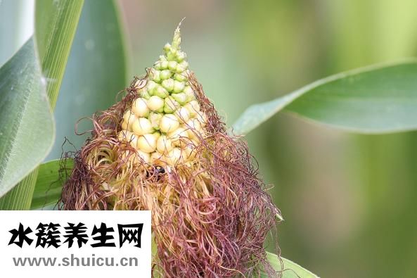 玉米畝產(chǎn)量