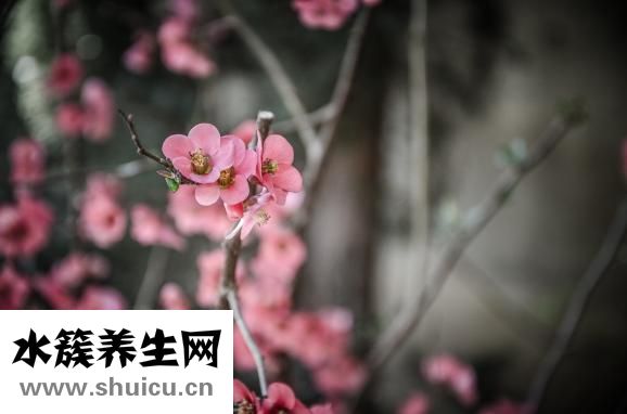 燕窩多久吃一次