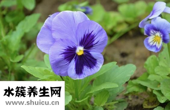 香椿樹長什么樣子