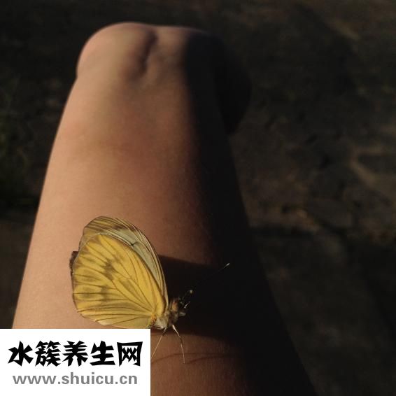 血同型半胱氨酸