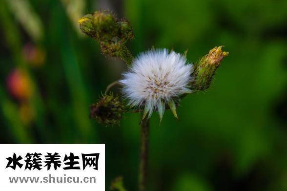 牙齦凸起白色硬包