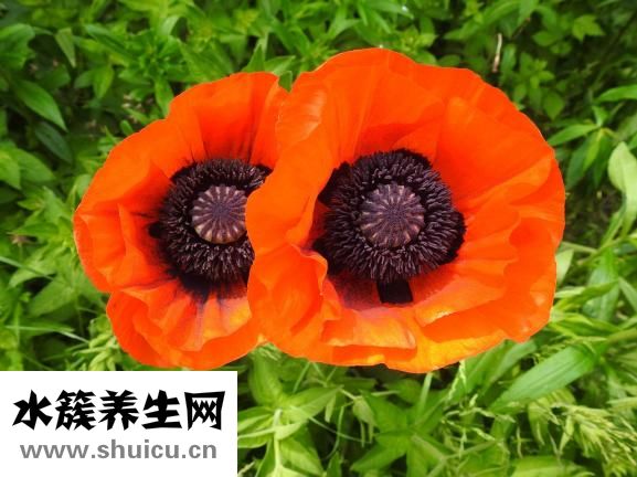 鴨血粉絲湯怎么做