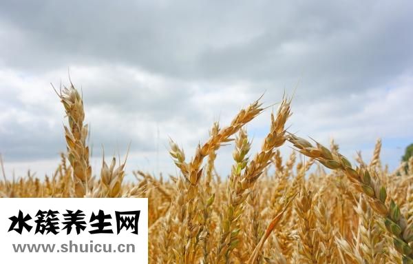 燕麥胚芽米怎么吃