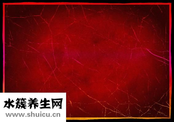 香椿樹長什么樣子