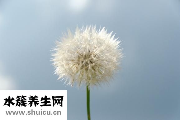 蒲公英性味歸經(jīng)