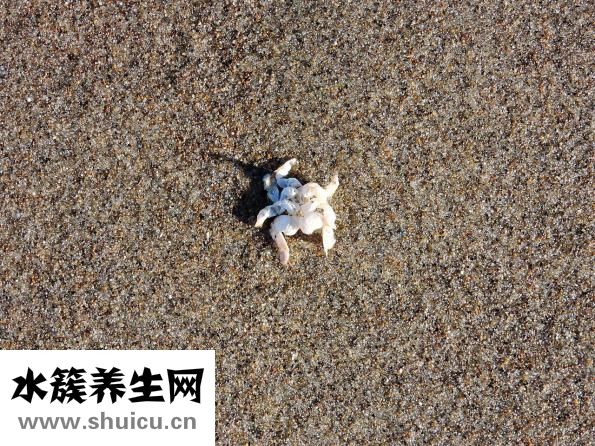 蟹棒怎么做好吃