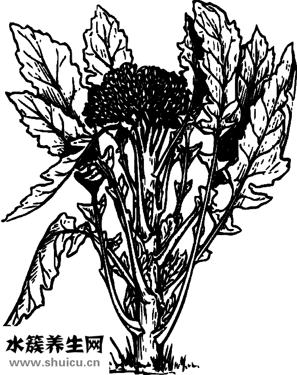 西蘭花怎么焯水