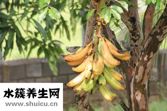 香蕉水是什么