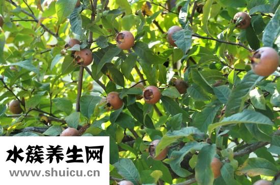 枇杷果圖片大全