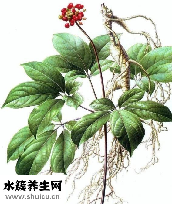 營養(yǎng)神經(jīng)的食物