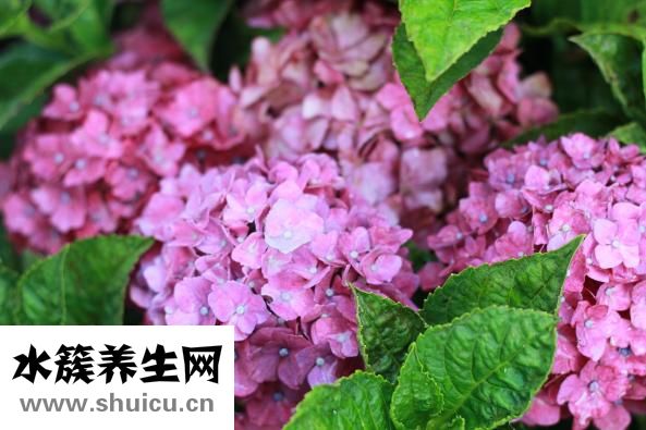 金鎮(zhèn)口服溶液