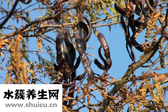 四季豆是豆角嗎