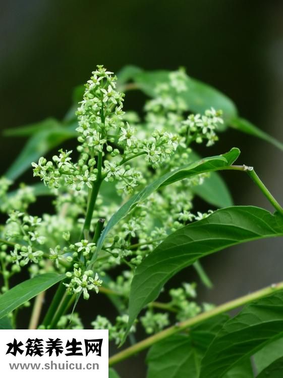 海參的吃法與做法